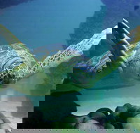 SEA LIFE Aquarium Minnesota Admission Ticket at Mall of America - Accommodation Dallas